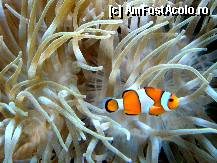 [P19] Imagini din Muzeul de Oceanografie » foto by Visan125
 - 
<span class="allrVoted glyphicon glyphicon-heart hidden" id="av303372"></span>
<a class="m-l-10 hidden" id="sv303372" onclick="voting_Foto_DelVot(,303372,2586)" role="button">șterge vot <span class="glyphicon glyphicon-remove"></span></a>
<a id="v9303372" class=" c-red"  onclick="voting_Foto_SetVot(303372)" role="button"><span class="glyphicon glyphicon-heart-empty"></span> <b>LIKE</b> = Votează poza</a> <img class="hidden"  id="f303372W9" src="/imagini/loader.gif" border="0" /><span class="AjErrMes hidden" id="e303372ErM"></span>