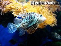 [P20] Imagini din Muzeul de Oceanografie » foto by Visan125
 - 
<span class="allrVoted glyphicon glyphicon-heart hidden" id="av303373"></span>
<a class="m-l-10 hidden" id="sv303373" onclick="voting_Foto_DelVot(,303373,2586)" role="button">șterge vot <span class="glyphicon glyphicon-remove"></span></a>
<a id="v9303373" class=" c-red"  onclick="voting_Foto_SetVot(303373)" role="button"><span class="glyphicon glyphicon-heart-empty"></span> <b>LIKE</b> = Votează poza</a> <img class="hidden"  id="f303373W9" src="/imagini/loader.gif" border="0" /><span class="AjErrMes hidden" id="e303373ErM"></span>