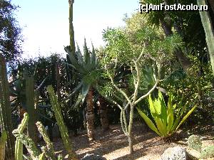 [P62] cactusi in gradinile Saint-Martin din Monaco » foto by mireille
 - 
<span class="allrVoted glyphicon glyphicon-heart hidden" id="av514006"></span>
<a class="m-l-10 hidden" id="sv514006" onclick="voting_Foto_DelVot(,514006,2586)" role="button">șterge vot <span class="glyphicon glyphicon-remove"></span></a>
<a id="v9514006" class=" c-red"  onclick="voting_Foto_SetVot(514006)" role="button"><span class="glyphicon glyphicon-heart-empty"></span> <b>LIKE</b> = Votează poza</a> <img class="hidden"  id="f514006W9" src="/imagini/loader.gif" border="0" /><span class="AjErrMes hidden" id="e514006ErM"></span>