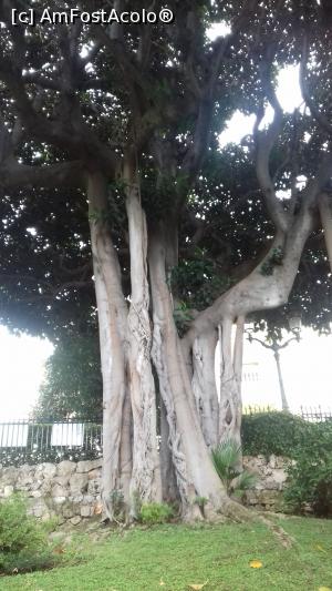 [P30] Ficus » foto by Mitica49
 - 
<span class="allrVoted glyphicon glyphicon-heart hidden" id="av1149051"></span>
<a class="m-l-10 hidden" id="sv1149051" onclick="voting_Foto_DelVot(,1149051,2586)" role="button">șterge vot <span class="glyphicon glyphicon-remove"></span></a>
<a id="v91149051" class=" c-red"  onclick="voting_Foto_SetVot(1149051)" role="button"><span class="glyphicon glyphicon-heart-empty"></span> <b>LIKE</b> = Votează poza</a> <img class="hidden"  id="f1149051W9" src="/imagini/loader.gif" border="0" /><span class="AjErrMes hidden" id="e1149051ErM"></span>