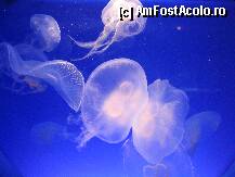 [P1x] Muzeul Oceanografic » foto by lizuk
 - 
<span class="allrVoted glyphicon glyphicon-heart hidden" id="av16335"></span>
<a class="m-l-10 hidden" id="sv16335" onclick="voting_Foto_DelVot(,16335,2586)" role="button">șterge vot <span class="glyphicon glyphicon-remove"></span></a>
<a id="v916335" class=" c-red"  onclick="voting_Foto_SetVot(16335)" role="button"><span class="glyphicon glyphicon-heart-empty"></span> <b>LIKE</b> = Votează poza</a> <img class="hidden"  id="f16335W9" src="/imagini/loader.gif" border="0" /><span class="AjErrMes hidden" id="e16335ErM"></span>