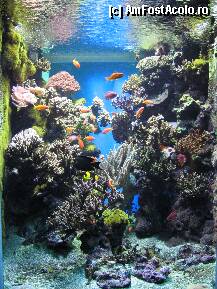[P2x] Muzeul Oceanografic » foto by lizuk
 - 
<span class="allrVoted glyphicon glyphicon-heart hidden" id="av16336"></span>
<a class="m-l-10 hidden" id="sv16336" onclick="voting_Foto_DelVot(,16336,2586)" role="button">șterge vot <span class="glyphicon glyphicon-remove"></span></a>
<a id="v916336" class=" c-red"  onclick="voting_Foto_SetVot(16336)" role="button"><span class="glyphicon glyphicon-heart-empty"></span> <b>LIKE</b> = Votează poza</a> <img class="hidden"  id="f16336W9" src="/imagini/loader.gif" border="0" /><span class="AjErrMes hidden" id="e16336ErM"></span>