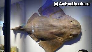 [P37] Muzeul Oceanografic - peşte Ange, de la care se presupune că vine numele Golfului Îngerilor, din Nisa » foto by nickro
 - 
<span class="allrVoted glyphicon glyphicon-heart hidden" id="av463288"></span>
<a class="m-l-10 hidden" id="sv463288" onclick="voting_Foto_DelVot(,463288,2586)" role="button">șterge vot <span class="glyphicon glyphicon-remove"></span></a>
<a id="v9463288" class=" c-red"  onclick="voting_Foto_SetVot(463288)" role="button"><span class="glyphicon glyphicon-heart-empty"></span> <b>LIKE</b> = Votează poza</a> <img class="hidden"  id="f463288W9" src="/imagini/loader.gif" border="0" /><span class="AjErrMes hidden" id="e463288ErM"></span>