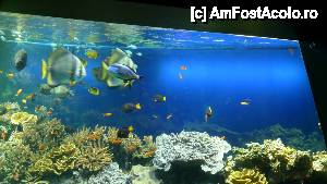 [P38] Muzeul Oceanografic » foto by nickro
 - 
<span class="allrVoted glyphicon glyphicon-heart hidden" id="av463289"></span>
<a class="m-l-10 hidden" id="sv463289" onclick="voting_Foto_DelVot(,463289,2586)" role="button">șterge vot <span class="glyphicon glyphicon-remove"></span></a>
<a id="v9463289" class=" c-red"  onclick="voting_Foto_SetVot(463289)" role="button"><span class="glyphicon glyphicon-heart-empty"></span> <b>LIKE</b> = Votează poza</a> <img class="hidden"  id="f463289W9" src="/imagini/loader.gif" border="0" /><span class="AjErrMes hidden" id="e463289ErM"></span>