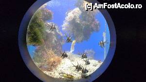 [P39] Muzeul Oceanografic » foto by nickro
 - 
<span class="allrVoted glyphicon glyphicon-heart hidden" id="av463290"></span>
<a class="m-l-10 hidden" id="sv463290" onclick="voting_Foto_DelVot(,463290,2586)" role="button">șterge vot <span class="glyphicon glyphicon-remove"></span></a>
<a id="v9463290" class=" c-red"  onclick="voting_Foto_SetVot(463290)" role="button"><span class="glyphicon glyphicon-heart-empty"></span> <b>LIKE</b> = Votează poza</a> <img class="hidden"  id="f463290W9" src="/imagini/loader.gif" border="0" /><span class="AjErrMes hidden" id="e463290ErM"></span>