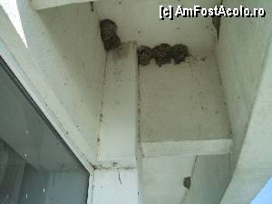 [P09] Cuiburi de randunele pe balconul de 4 stele cazatoare al camerei.  » foto by mnn
 - 
<span class="allrVoted glyphicon glyphicon-heart hidden" id="av363170"></span>
<a class="m-l-10 hidden" id="sv363170" onclick="voting_Foto_DelVot(,363170,2594)" role="button">șterge vot <span class="glyphicon glyphicon-remove"></span></a>
<a id="v9363170" class=" c-red"  onclick="voting_Foto_SetVot(363170)" role="button"><span class="glyphicon glyphicon-heart-empty"></span> <b>LIKE</b> = Votează poza</a> <img class="hidden"  id="f363170W9" src="/imagini/loader.gif" border="0" /><span class="AjErrMes hidden" id="e363170ErM"></span>