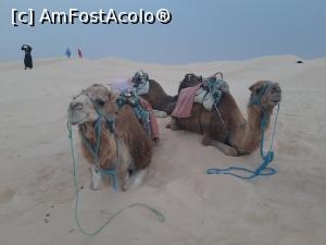 [P02] A doua vacanță în Tunisia – cu cămilele în Sahara » foto by nicole33
 - 
<span class="allrVoted glyphicon glyphicon-heart hidden" id="av1239486"></span>
<a class="m-l-10 hidden" id="sv1239486" onclick="voting_Foto_DelVot(,1239486,2617)" role="button">șterge vot <span class="glyphicon glyphicon-remove"></span></a>
<a id="v91239486" class=" c-red"  onclick="voting_Foto_SetVot(1239486)" role="button"><span class="glyphicon glyphicon-heart-empty"></span> <b>LIKE</b> = Votează poza</a> <img class="hidden"  id="f1239486W9" src="/imagini/loader.gif" border="0" /><span class="AjErrMes hidden" id="e1239486ErM"></span>