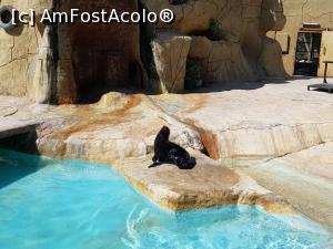 [P30] A doua vacanță în Tunisia – la Zoo » foto by nicole33
 - 
<span class="allrVoted glyphicon glyphicon-heart hidden" id="av1239514"></span>
<a class="m-l-10 hidden" id="sv1239514" onclick="voting_Foto_DelVot(,1239514,2617)" role="button">șterge vot <span class="glyphicon glyphicon-remove"></span></a>
<a id="v91239514" class=" c-red"  onclick="voting_Foto_SetVot(1239514)" role="button"><span class="glyphicon glyphicon-heart-empty"></span> <b>LIKE</b> = Votează poza</a> <img class="hidden"  id="f1239514W9" src="/imagini/loader.gif" border="0" /><span class="AjErrMes hidden" id="e1239514ErM"></span>