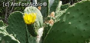 [P15] Cu avionul în Tunisia - floare de cactus în grădina botanică la Dar Sebastien » foto by nicole33
 - 
<span class="allrVoted glyphicon glyphicon-heart hidden" id="av1078530"></span>
<a class="m-l-10 hidden" id="sv1078530" onclick="voting_Foto_DelVot(,1078530,2617)" role="button">șterge vot <span class="glyphicon glyphicon-remove"></span></a>
<a id="v91078530" class=" c-red"  onclick="voting_Foto_SetVot(1078530)" role="button"><span class="glyphicon glyphicon-heart-empty"></span> <b>LIKE</b> = Votează poza</a> <img class="hidden"  id="f1078530W9" src="/imagini/loader.gif" border="0" /><span class="AjErrMes hidden" id="e1078530ErM"></span>