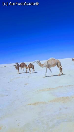 [P19] Camile prin desert » foto by gabivoicu
 - 
<span class="allrVoted glyphicon glyphicon-heart hidden" id="av1273822"></span>
<a class="m-l-10 hidden" id="sv1273822" onclick="voting_Foto_DelVot(,1273822,2617)" role="button">șterge vot <span class="glyphicon glyphicon-remove"></span></a>
<a id="v91273822" class=" c-red"  onclick="voting_Foto_SetVot(1273822)" role="button"><span class="glyphicon glyphicon-heart-empty"></span> <b>LIKE</b> = Votează poza</a> <img class="hidden"  id="f1273822W9" src="/imagini/loader.gif" border="0" /><span class="AjErrMes hidden" id="e1273822ErM"></span>