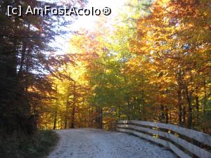[P19] Coboram, tot prin padure » foto by dorgo
 - 
<span class="allrVoted glyphicon glyphicon-heart hidden" id="av1047658"></span>
<a class="m-l-10 hidden" id="sv1047658" onclick="voting_Foto_DelVot(,1047658,2622)" role="button">șterge vot <span class="glyphicon glyphicon-remove"></span></a>
<a id="v91047658" class=" c-red"  onclick="voting_Foto_SetVot(1047658)" role="button"><span class="glyphicon glyphicon-heart-empty"></span> <b>LIKE</b> = Votează poza</a> <img class="hidden"  id="f1047658W9" src="/imagini/loader.gif" border="0" /><span class="AjErrMes hidden" id="e1047658ErM"></span>