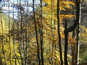 [P20] Coboram, tot prin padure » foto by dorgo
 - 
<span class="allrVoted glyphicon glyphicon-heart hidden" id="av1047659"></span>
<a class="m-l-10 hidden" id="sv1047659" onclick="voting_Foto_DelVot(,1047659,2622)" role="button">șterge vot <span class="glyphicon glyphicon-remove"></span></a>
<a id="v91047659" class=" c-red"  onclick="voting_Foto_SetVot(1047659)" role="button"><span class="glyphicon glyphicon-heart-empty"></span> <b>LIKE</b> = Votează poza</a> <img class="hidden"  id="f1047659W9" src="/imagini/loader.gif" border="0" /><span class="AjErrMes hidden" id="e1047659ErM"></span>