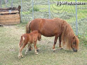 [P05] Mama ponei cu puiul ponei. Am postat ca sa ii vedeti cat sunt de draguti si sa va fac sa va doriti sa mergeti sa interactionati cu ei.  » foto by ioana.190192
 - 
<span class="allrVoted glyphicon glyphicon-heart hidden" id="av652369"></span>
<a class="m-l-10 hidden" id="sv652369" onclick="voting_Foto_DelVot(,652369,2643)" role="button">șterge vot <span class="glyphicon glyphicon-remove"></span></a>
<a id="v9652369" class=" c-red"  onclick="voting_Foto_SetVot(652369)" role="button"><span class="glyphicon glyphicon-heart-empty"></span> <b>LIKE</b> = Votează poza</a> <img class="hidden"  id="f652369W9" src="/imagini/loader.gif" border="0" /><span class="AjErrMes hidden" id="e652369ErM"></span>