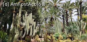 [P27] Printre palmieri la Huerto del Cura » foto by nicole33
 - 
<span class="allrVoted glyphicon glyphicon-heart hidden" id="av1116384"></span>
<a class="m-l-10 hidden" id="sv1116384" onclick="voting_Foto_DelVot(,1116384,2660)" role="button">șterge vot <span class="glyphicon glyphicon-remove"></span></a>
<a id="v91116384" class=" c-red"  onclick="voting_Foto_SetVot(1116384)" role="button"><span class="glyphicon glyphicon-heart-empty"></span> <b>LIKE</b> = Votează poza</a> <img class="hidden"  id="f1116384W9" src="/imagini/loader.gif" border="0" /><span class="AjErrMes hidden" id="e1116384ErM"></span>
