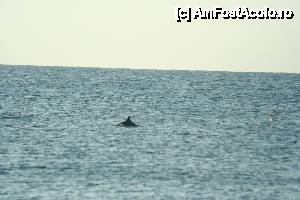 [P17] De la distanta, de pe terasa, am surprins cativa delfini » foto by CHARIS*
 - 
<span class="allrVoted glyphicon glyphicon-heart hidden" id="av421934"></span>
<a class="m-l-10 hidden" id="sv421934" onclick="voting_Foto_DelVot(,421934,2666)" role="button">șterge vot <span class="glyphicon glyphicon-remove"></span></a>
<a id="v9421934" class=" c-red"  onclick="voting_Foto_SetVot(421934)" role="button"><span class="glyphicon glyphicon-heart-empty"></span> <b>LIKE</b> = Votează poza</a> <img class="hidden"  id="f421934W9" src="/imagini/loader.gif" border="0" /><span class="AjErrMes hidden" id="e421934ErM"></span>