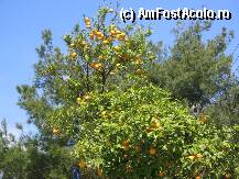 [P04] din loc in loc mirosea a flori de lamai si mandarin » foto by dianabzs
 - 
<span class="allrVoted glyphicon glyphicon-heart hidden" id="av36170"></span>
<a class="m-l-10 hidden" id="sv36170" onclick="voting_Foto_DelVot(,36170,2667)" role="button">șterge vot <span class="glyphicon glyphicon-remove"></span></a>
<a id="v936170" class=" c-red"  onclick="voting_Foto_SetVot(36170)" role="button"><span class="glyphicon glyphicon-heart-empty"></span> <b>LIKE</b> = Votează poza</a> <img class="hidden"  id="f36170W9" src="/imagini/loader.gif" border="0" /><span class="AjErrMes hidden" id="e36170ErM"></span>