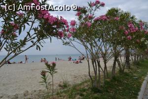 [P27] Oleandri in dreptul strazii langa plaja » foto by AZE
 - 
<span class="allrVoted glyphicon glyphicon-heart hidden" id="av731441"></span>
<a class="m-l-10 hidden" id="sv731441" onclick="voting_Foto_DelVot(,731441,2696)" role="button">șterge vot <span class="glyphicon glyphicon-remove"></span></a>
<a id="v9731441" class=" c-red"  onclick="voting_Foto_SetVot(731441)" role="button"><span class="glyphicon glyphicon-heart-empty"></span> <b>LIKE</b> = Votează poza</a> <img class="hidden"  id="f731441W9" src="/imagini/loader.gif" border="0" /><span class="AjErrMes hidden" id="e731441ErM"></span>