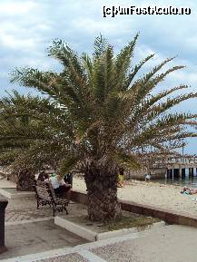 [P01] Palmierii din Paralia Katerini » foto by Espirit
 - 
<span class="allrVoted glyphicon glyphicon-heart hidden" id="av409929"></span>
<a class="m-l-10 hidden" id="sv409929" onclick="voting_Foto_DelVot(,409929,2696)" role="button">șterge vot <span class="glyphicon glyphicon-remove"></span></a>
<a id="v9409929" class=" c-red"  onclick="voting_Foto_SetVot(409929)" role="button"><span class="glyphicon glyphicon-heart-empty"></span> <b>LIKE</b> = Votează poza</a> <img class="hidden"  id="f409929W9" src="/imagini/loader.gif" border="0" /><span class="AjErrMes hidden" id="e409929ErM"></span>