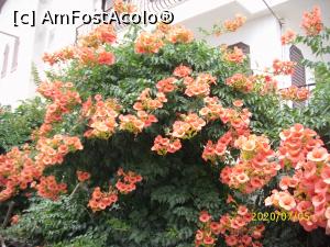 [P03] Flori. Multe flori! » foto by puiutea
 - 
<span class="allrVoted glyphicon glyphicon-heart hidden" id="av1171842"></span>
<a class="m-l-10 hidden" id="sv1171842" onclick="voting_Foto_DelVot(,1171842,2696)" role="button">șterge vot <span class="glyphicon glyphicon-remove"></span></a>
<a id="v91171842" class=" c-red"  onclick="voting_Foto_SetVot(1171842)" role="button"><span class="glyphicon glyphicon-heart-empty"></span> <b>LIKE</b> = Votează poza</a> <img class="hidden"  id="f1171842W9" src="/imagini/loader.gif" border="0" /><span class="AjErrMes hidden" id="e1171842ErM"></span>