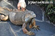 [P11] Iguana superba » foto by redmari108
 - 
<span class="allrVoted glyphicon glyphicon-heart hidden" id="av290853"></span>
<a class="m-l-10 hidden" id="sv290853" onclick="voting_Foto_DelVot(,290853,2726)" role="button">șterge vot <span class="glyphicon glyphicon-remove"></span></a>
<a id="v9290853" class=" c-red"  onclick="voting_Foto_SetVot(290853)" role="button"><span class="glyphicon glyphicon-heart-empty"></span> <b>LIKE</b> = Votează poza</a> <img class="hidden"  id="f290853W9" src="/imagini/loader.gif" border="0" /><span class="AjErrMes hidden" id="e290853ErM"></span>