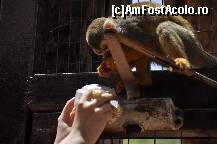 [P13] La Monkey Park » foto by redmari108
 - 
<span class="allrVoted glyphicon glyphicon-heart hidden" id="av290855"></span>
<a class="m-l-10 hidden" id="sv290855" onclick="voting_Foto_DelVot(,290855,2726)" role="button">șterge vot <span class="glyphicon glyphicon-remove"></span></a>
<a id="v9290855" class=" c-red"  onclick="voting_Foto_SetVot(290855)" role="button"><span class="glyphicon glyphicon-heart-empty"></span> <b>LIKE</b> = Votează poza</a> <img class="hidden"  id="f290855W9" src="/imagini/loader.gif" border="0" /><span class="AjErrMes hidden" id="e290855ErM"></span>