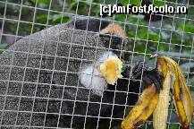 [P23] Monkey Park » foto by redmari108
 - 
<span class="allrVoted glyphicon glyphicon-heart hidden" id="av290865"></span>
<a class="m-l-10 hidden" id="sv290865" onclick="voting_Foto_DelVot(,290865,2726)" role="button">șterge vot <span class="glyphicon glyphicon-remove"></span></a>
<a id="v9290865" class=" c-red"  onclick="voting_Foto_SetVot(290865)" role="button"><span class="glyphicon glyphicon-heart-empty"></span> <b>LIKE</b> = Votează poza</a> <img class="hidden"  id="f290865W9" src="/imagini/loader.gif" border="0" /><span class="AjErrMes hidden" id="e290865ErM"></span>