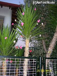 [P15] O planta interesanta vazuta in una din plimbarile de seara facuta prin orasel. » foto by MirceaCr
 - 
<span class="allrVoted glyphicon glyphicon-heart hidden" id="av176838"></span>
<a class="m-l-10 hidden" id="sv176838" onclick="voting_Foto_DelVot(,176838,2731)" role="button">șterge vot <span class="glyphicon glyphicon-remove"></span></a>
<a id="v9176838" class=" c-red"  onclick="voting_Foto_SetVot(176838)" role="button"><span class="glyphicon glyphicon-heart-empty"></span> <b>LIKE</b> = Votează poza</a> <img class="hidden"  id="f176838W9" src="/imagini/loader.gif" border="0" /><span class="AjErrMes hidden" id="e176838ErM"></span>