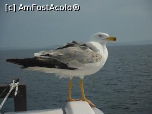 [P03] Pescarus » foto by mare2016
 - 
<span class="allrVoted glyphicon glyphicon-heart hidden" id="av1045270"></span>
<a class="m-l-10 hidden" id="sv1045270" onclick="voting_Foto_DelVot(,1045270,2747)" role="button">șterge vot <span class="glyphicon glyphicon-remove"></span></a>
<a id="v91045270" class=" c-red"  onclick="voting_Foto_SetVot(1045270)" role="button"><span class="glyphicon glyphicon-heart-empty"></span> <b>LIKE</b> = Votează poza</a> <img class="hidden"  id="f1045270W9" src="/imagini/loader.gif" border="0" /><span class="AjErrMes hidden" id="e1045270ErM"></span>