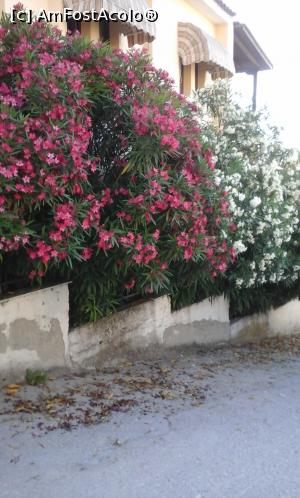 [P04]  -- <small>// FĂRĂ DESCRIERE</small> » foto by NinaCris
 - 
<span class="allrVoted glyphicon glyphicon-heart hidden" id="av898511"></span>
<a class="m-l-10 hidden" id="sv898511" onclick="voting_Foto_DelVot(,898511,2747)" role="button">șterge vot <span class="glyphicon glyphicon-remove"></span></a>
<a id="v9898511" class=" c-red"  onclick="voting_Foto_SetVot(898511)" role="button"><span class="glyphicon glyphicon-heart-empty"></span> <b>LIKE</b> = Votează poza</a> <img class="hidden"  id="f898511W9" src="/imagini/loader.gif" border="0" /><span class="AjErrMes hidden" id="e898511ErM"></span>