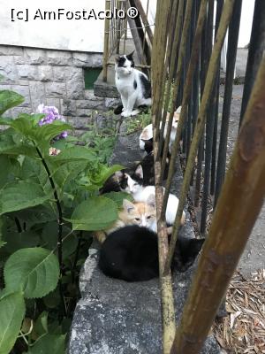 [P40] O familie numeroasă » foto by krisstinna
 - 
<span class="allrVoted glyphicon glyphicon-heart hidden" id="av1093387"></span>
<a class="m-l-10 hidden" id="sv1093387" onclick="voting_Foto_DelVot(,1093387,2752)" role="button">șterge vot <span class="glyphicon glyphicon-remove"></span></a>
<a id="v91093387" class=" c-red"  onclick="voting_Foto_SetVot(1093387)" role="button"><span class="glyphicon glyphicon-heart-empty"></span> <b>LIKE</b> = Votează poza</a> <img class="hidden"  id="f1093387W9" src="/imagini/loader.gif" border="0" /><span class="AjErrMes hidden" id="e1093387ErM"></span>