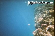 [P18] Cu vaporasul la Sharm El Sheikh.
Poza facuta cu aparat subacvatic. » foto by presario
 - 
<span class="allrVoted glyphicon glyphicon-heart hidden" id="av44859"></span>
<a class="m-l-10 hidden" id="sv44859" onclick="voting_Foto_DelVot(,44859,2768)" role="button">șterge vot <span class="glyphicon glyphicon-remove"></span></a>
<a id="v944859" class=" c-red"  onclick="voting_Foto_SetVot(44859)" role="button"><span class="glyphicon glyphicon-heart-empty"></span> <b>LIKE</b> = Votează poza</a> <img class="hidden"  id="f44859W9" src="/imagini/loader.gif" border="0" /><span class="AjErrMes hidden" id="e44859ErM"></span>