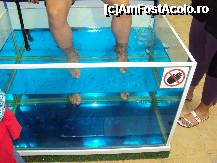 [P09] fish spa » foto by MARI13
 - 
<span class="allrVoted glyphicon glyphicon-heart hidden" id="av321085"></span>
<a class="m-l-10 hidden" id="sv321085" onclick="voting_Foto_DelVot(,321085,2770)" role="button">șterge vot <span class="glyphicon glyphicon-remove"></span></a>
<a id="v9321085" class=" c-red"  onclick="voting_Foto_SetVot(321085)" role="button"><span class="glyphicon glyphicon-heart-empty"></span> <b>LIKE</b> = Votează poza</a> <img class="hidden"  id="f321085W9" src="/imagini/loader.gif" border="0" /><span class="AjErrMes hidden" id="e321085ErM"></span>