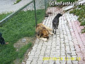 [P15]  -- <small>// FĂRĂ DESCRIERE</small> » foto by Krisko
 - 
<span class="allrVoted glyphicon glyphicon-heart hidden" id="av359843"></span>
<a class="m-l-10 hidden" id="sv359843" onclick="voting_Foto_DelVot(,359843,2786)" role="button">șterge vot <span class="glyphicon glyphicon-remove"></span></a>
<a id="v9359843" class=" c-red"  onclick="voting_Foto_SetVot(359843)" role="button"><span class="glyphicon glyphicon-heart-empty"></span> <b>LIKE</b> = Votează poza</a> <img class="hidden"  id="f359843W9" src="/imagini/loader.gif" border="0" /><span class="AjErrMes hidden" id="e359843ErM"></span>