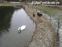 [P04] iazul unde copilul meu a fost uimit ca lebedele 'vorbeau cu el'(erau obisnuite cu turistii si scoteau diverse sunete la vederea acestora) » foto by danaches2003
 - 
<span class="allrVoted glyphicon glyphicon-heart hidden" id="av54983"></span>
<a class="m-l-10 hidden" id="sv54983" onclick="voting_Foto_DelVot(,54983,2786)" role="button">șterge vot <span class="glyphicon glyphicon-remove"></span></a>
<a id="v954983" class=" c-red"  onclick="voting_Foto_SetVot(54983)" role="button"><span class="glyphicon glyphicon-heart-empty"></span> <b>LIKE</b> = Votează poza</a> <img class="hidden"  id="f54983W9" src="/imagini/loader.gif" border="0" /><span class="AjErrMes hidden" id="e54983ErM"></span>