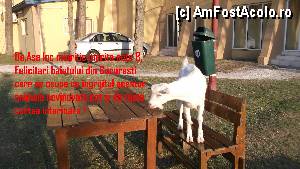 [P10]  -- <small>// FĂRĂ DESCRIERE</small> » foto by maryo1502
 - 
<span class="allrVoted glyphicon glyphicon-heart hidden" id="av358304"></span>
<a class="m-l-10 hidden" id="sv358304" onclick="voting_Foto_DelVot(,358304,2808)" role="button">șterge vot <span class="glyphicon glyphicon-remove"></span></a>
<a id="v9358304" class=" c-red"  onclick="voting_Foto_SetVot(358304)" role="button"><span class="glyphicon glyphicon-heart-empty"></span> <b>LIKE</b> = Votează poza</a> <img class="hidden"  id="f358304W9" src="/imagini/loader.gif" border="0" /><span class="AjErrMes hidden" id="e358304ErM"></span>