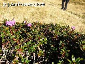 [P43] rhododendron » foto by robert
 - 
<span class="allrVoted glyphicon glyphicon-heart hidden" id="av1189995"></span>
<a class="m-l-10 hidden" id="sv1189995" onclick="voting_Foto_DelVot(,1189995,2855)" role="button">șterge vot <span class="glyphicon glyphicon-remove"></span></a>
<a id="v91189995" class=" c-red"  onclick="voting_Foto_SetVot(1189995)" role="button"><span class="glyphicon glyphicon-heart-empty"></span> <b>LIKE</b> = Votează poza</a> <img class="hidden"  id="f1189995W9" src="/imagini/loader.gif" border="0" /><span class="AjErrMes hidden" id="e1189995ErM"></span>