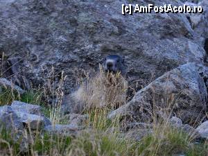 [P36] Traseu Balea lac - Vf. Moldoveanu / marmota in gura vizuinei » foto by florentin_dobre
 - 
<span class="allrVoted glyphicon glyphicon-heart hidden" id="av356679"></span>
<a class="m-l-10 hidden" id="sv356679" onclick="voting_Foto_DelVot(,356679,2855)" role="button">șterge vot <span class="glyphicon glyphicon-remove"></span></a>
<a id="v9356679" class=" c-red"  onclick="voting_Foto_SetVot(356679)" role="button"><span class="glyphicon glyphicon-heart-empty"></span> <b>LIKE</b> = Votează poza</a> <img class="hidden"  id="f356679W9" src="/imagini/loader.gif" border="0" /><span class="AjErrMes hidden" id="e356679ErM"></span>