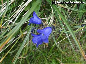 [P11]  -- <small>// FĂRĂ DESCRIERE</small> » foto by wolf2001*
 - 
<span class="allrVoted glyphicon glyphicon-heart hidden" id="av533529"></span>
<a class="m-l-10 hidden" id="sv533529" onclick="voting_Foto_DelVot(,533529,2855)" role="button">șterge vot <span class="glyphicon glyphicon-remove"></span></a>
<a id="v9533529" class=" c-red"  onclick="voting_Foto_SetVot(533529)" role="button"><span class="glyphicon glyphicon-heart-empty"></span> <b>LIKE</b> = Votează poza</a> <img class="hidden"  id="f533529W9" src="/imagini/loader.gif" border="0" /><span class="AjErrMes hidden" id="e533529ErM"></span>