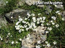 [P33] Floricele pe...creste » foto by crissu
 - 
<span class="allrVoted glyphicon glyphicon-heart hidden" id="av169303"></span>
<a class="m-l-10 hidden" id="sv169303" onclick="voting_Foto_DelVot(,169303,2855)" role="button">șterge vot <span class="glyphicon glyphicon-remove"></span></a>
<a id="v9169303" class=" c-red"  onclick="voting_Foto_SetVot(169303)" role="button"><span class="glyphicon glyphicon-heart-empty"></span> <b>LIKE</b> = Votează poza</a> <img class="hidden"  id="f169303W9" src="/imagini/loader.gif" border="0" /><span class="AjErrMes hidden" id="e169303ErM"></span>