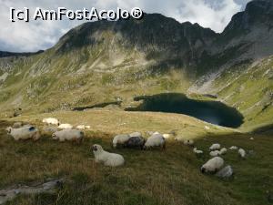 [P30] O turmă de oi se odihnea lângă Lacul Podragu » foto by Mika
 - 
<span class="allrVoted glyphicon glyphicon-heart hidden" id="av1186345"></span>
<a class="m-l-10 hidden" id="sv1186345" onclick="voting_Foto_DelVot(,1186345,2855)" role="button">șterge vot <span class="glyphicon glyphicon-remove"></span></a>
<a id="v91186345" class=" c-red"  onclick="voting_Foto_SetVot(1186345)" role="button"><span class="glyphicon glyphicon-heart-empty"></span> <b>LIKE</b> = Votează poza</a> <img class="hidden"  id="f1186345W9" src="/imagini/loader.gif" border="0" /><span class="AjErrMes hidden" id="e1186345ErM"></span>