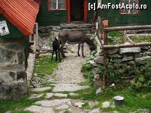 [P04]  -- <small>// FĂRĂ DESCRIERE</small> » foto by Mika
 - 
<span class="allrVoted glyphicon glyphicon-heart hidden" id="av376964"></span>
<a class="m-l-10 hidden" id="sv376964" onclick="voting_Foto_DelVot(,376964,2855)" role="button">șterge vot <span class="glyphicon glyphicon-remove"></span></a>
<a id="v9376964" class=" c-red"  onclick="voting_Foto_SetVot(376964)" role="button"><span class="glyphicon glyphicon-heart-empty"></span> <b>LIKE</b> = Votează poza</a> <img class="hidden"  id="f376964W9" src="/imagini/loader.gif" border="0" /><span class="AjErrMes hidden" id="e376964ErM"></span>