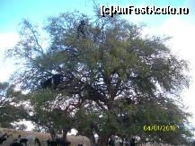 [P05] SI FOARTE CONSTIINCIOSI-VEDETI SE URCA PANA IN VARFUL COPACULUI » foto by stefania
 - 
<span class="allrVoted glyphicon glyphicon-heart hidden" id="av55288"></span>
<a class="m-l-10 hidden" id="sv55288" onclick="voting_Foto_DelVot(,55288,2870)" role="button">șterge vot <span class="glyphicon glyphicon-remove"></span></a>
<a id="v955288" class=" c-red"  onclick="voting_Foto_SetVot(55288)" role="button"><span class="glyphicon glyphicon-heart-empty"></span> <b>LIKE</b> = Votează poza</a> <img class="hidden"  id="f55288W9" src="/imagini/loader.gif" border="0" /><span class="AjErrMes hidden" id="e55288ErM"></span>