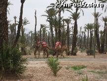 [P11] Marakesh-Palmeria=crescatoria de palmieri » foto by danutza
 - 
<span class="allrVoted glyphicon glyphicon-heart hidden" id="av20825"></span>
<a class="m-l-10 hidden" id="sv20825" onclick="voting_Foto_DelVot(,20825,2870)" role="button">șterge vot <span class="glyphicon glyphicon-remove"></span></a>
<a id="v920825" class=" c-red"  onclick="voting_Foto_SetVot(20825)" role="button"><span class="glyphicon glyphicon-heart-empty"></span> <b>LIKE</b> = Votează poza</a> <img class="hidden"  id="f20825W9" src="/imagini/loader.gif" border="0" /><span class="AjErrMes hidden" id="e20825ErM"></span>
