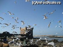 [P08] Essaouira- Fortul portughez » foto by danutza
 - 
<span class="allrVoted glyphicon glyphicon-heart hidden" id="av20822"></span>
<a class="m-l-10 hidden" id="sv20822" onclick="voting_Foto_DelVot(,20822,2870)" role="button">șterge vot <span class="glyphicon glyphicon-remove"></span></a>
<a id="v920822" class=" c-red"  onclick="voting_Foto_SetVot(20822)" role="button"><span class="glyphicon glyphicon-heart-empty"></span> <b>LIKE</b> = Votează poza</a> <img class="hidden"  id="f20822W9" src="/imagini/loader.gif" border="0" /><span class="AjErrMes hidden" id="e20822ErM"></span>