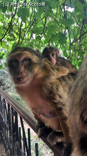 [P17] Maimutele de la Cascada Ouzoud » foto by TinaK
 - 
<span class="allrVoted glyphicon glyphicon-heart hidden" id="av870061"></span>
<a class="m-l-10 hidden" id="sv870061" onclick="voting_Foto_DelVot(,870061,2870)" role="button">șterge vot <span class="glyphicon glyphicon-remove"></span></a>
<a id="v9870061" class=" c-red"  onclick="voting_Foto_SetVot(870061)" role="button"><span class="glyphicon glyphicon-heart-empty"></span> <b>LIKE</b> = Votează poza</a> <img class="hidden"  id="f870061W9" src="/imagini/loader.gif" border="0" /><span class="AjErrMes hidden" id="e870061ErM"></span>