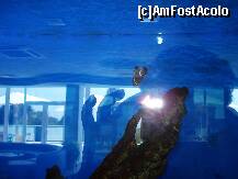 [P50] Aquaazur - pești în acvariile din lobby » foto by nicole33
 - 
<span class="allrVoted glyphicon glyphicon-heart hidden" id="av284134"></span>
<a class="m-l-10 hidden" id="sv284134" onclick="voting_Foto_DelVot(,284134,2893)" role="button">șterge vot <span class="glyphicon glyphicon-remove"></span></a>
<a id="v9284134" class=" c-red"  onclick="voting_Foto_SetVot(284134)" role="button"><span class="glyphicon glyphicon-heart-empty"></span> <b>LIKE</b> = Votează poza</a> <img class="hidden"  id="f284134W9" src="/imagini/loader.gif" border="0" /><span class="AjErrMes hidden" id="e284134ErM"></span>
