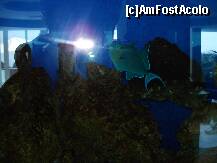 [P51] Aquaazur - pești în acvariile din lobby » foto by nicole33
 - 
<span class="allrVoted glyphicon glyphicon-heart hidden" id="av284135"></span>
<a class="m-l-10 hidden" id="sv284135" onclick="voting_Foto_DelVot(,284135,2893)" role="button">șterge vot <span class="glyphicon glyphicon-remove"></span></a>
<a id="v9284135" class=" c-red"  onclick="voting_Foto_SetVot(284135)" role="button"><span class="glyphicon glyphicon-heart-empty"></span> <b>LIKE</b> = Votează poza</a> <img class="hidden"  id="f284135W9" src="/imagini/loader.gif" border="0" /><span class="AjErrMes hidden" id="e284135ErM"></span>