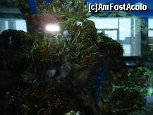 [P54] Aquaazur - pești în acvariile din lobby » foto by nicole33
 - 
<span class="allrVoted glyphicon glyphicon-heart hidden" id="av284138"></span>
<a class="m-l-10 hidden" id="sv284138" onclick="voting_Foto_DelVot(,284138,2893)" role="button">șterge vot <span class="glyphicon glyphicon-remove"></span></a>
<a id="v9284138" class=" c-red"  onclick="voting_Foto_SetVot(284138)" role="button"><span class="glyphicon glyphicon-heart-empty"></span> <b>LIKE</b> = Votează poza</a> <img class="hidden"  id="f284138W9" src="/imagini/loader.gif" border="0" /><span class="AjErrMes hidden" id="e284138ErM"></span>