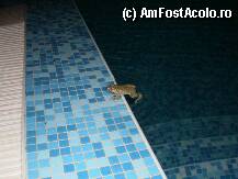 [P34] broscuta din piscina » foto by alba.ca.zapada
 - 
<span class="allrVoted glyphicon glyphicon-heart hidden" id="av101134"></span>
<a class="m-l-10 hidden" id="sv101134" onclick="voting_Foto_DelVot(,101134,2893)" role="button">șterge vot <span class="glyphicon glyphicon-remove"></span></a>
<a id="v9101134" class=" c-red"  onclick="voting_Foto_SetVot(101134)" role="button"><span class="glyphicon glyphicon-heart-empty"></span> <b>LIKE</b> = Votează poza</a> <img class="hidden"  id="f101134W9" src="/imagini/loader.gif" border="0" /><span class="AjErrMes hidden" id="e101134ErM"></span>