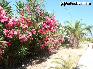 [P41] curtea hotelului Aquis Sandy Beach » foto by pnnicoleta
 - 
<span class="allrVoted glyphicon glyphicon-heart hidden" id="av531872"></span>
<a class="m-l-10 hidden" id="sv531872" onclick="voting_Foto_DelVot(,531872,2905)" role="button">șterge vot <span class="glyphicon glyphicon-remove"></span></a>
<a id="v9531872" class=" c-red"  onclick="voting_Foto_SetVot(531872)" role="button"><span class="glyphicon glyphicon-heart-empty"></span> <b>LIKE</b> = Votează poza</a> <img class="hidden"  id="f531872W9" src="/imagini/loader.gif" border="0" /><span class="AjErrMes hidden" id="e531872ErM"></span>